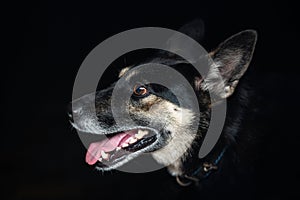 Dog portrait of a mongrel on a black background