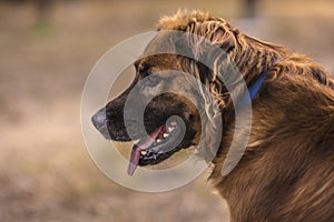 Dog portrait in the park