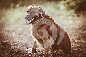 Dog portrait in the park