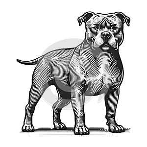 Dog Portrait Pit bull engraving sketch raster