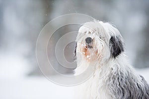 Polish lowland sheepdog, Polski Owczarek Nizinny photo