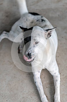 Dog portrait shot Happy, curious dog happy