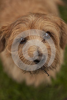 Dog portrait for websites or adverts