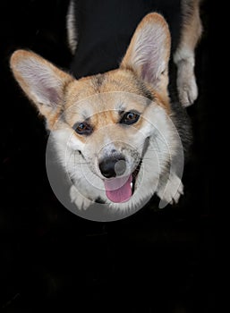 Dog portrait welsh corgi pembroke