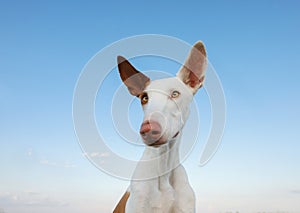 Dog portrait, wide angle, funny face. Graceful Ibizan Hound. Pet in nature