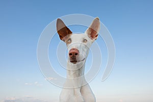 Dog portrait, wide angle, funny face. Graceful Ibizan Hound. Pet in nature