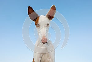 Dog portrait, wide angle, funny face. Graceful Ibizan Hound. Pet in nature