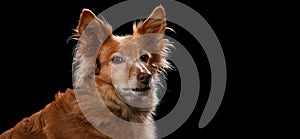 Dog portrait on a wooden plank before a black background