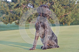 Dog portreit German long haired pointer