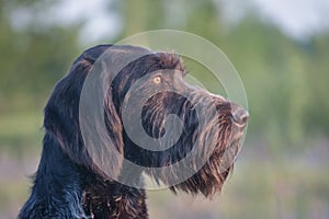 Dog portreit German long haired pointer Close up.