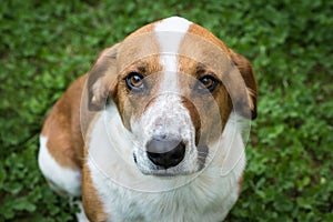 Dog poses on clover lawn