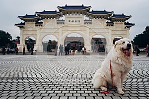Dog poses infront of Chiang Kai Shek Memorial Hall photo