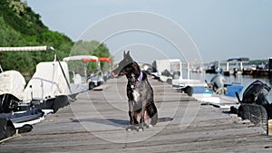 A dog poses on a pier next to boats in the old town of Zemun district of Belgrade, Serbia. A charming black mutt with