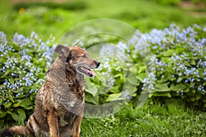 Dog posing on a background of blue flowers