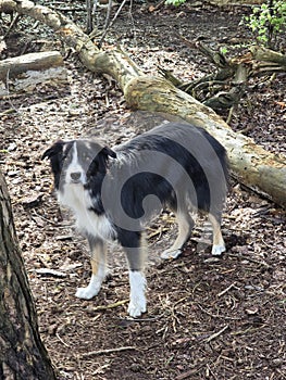 Dog posing for camera