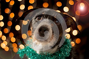 Dog posing for the christmas and colours light