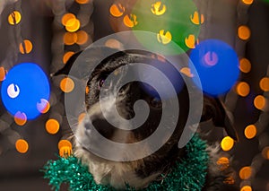 Dog posing for the christmas and colours light