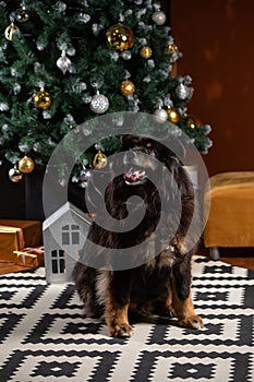 The dog is posing in a Christmas setting. A beautiful dog of unknown breed. Individuality. New Year`s atmosphere. Holiday concept