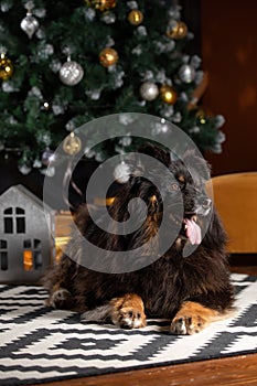 The dog is posing in a Christmas setting. A beautiful dog of unknown breed. Individuality. New Year`s atmosphere. Holiday concept