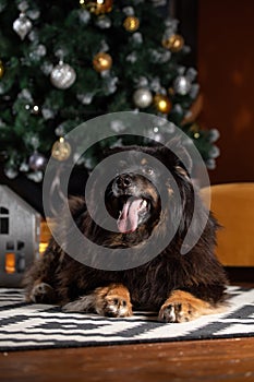 The dog is posing in a Christmas setting. A beautiful dog of unknown breed. Individuality. New Year`s atmosphere. Holiday concept