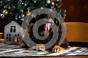 The dog is posing in a Christmas setting. A beautiful dog of unknown breed. Individuality. New Year`s atmosphere. Holiday concept