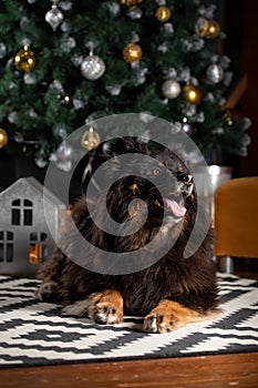 The dog is posing in a Christmas setting. A beautiful dog of unknown breed. Individuality. New Year`s atmosphere. Holiday concept