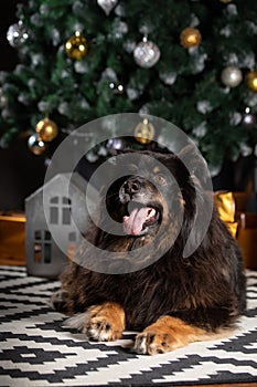 The dog is posing in a Christmas setting. A beautiful dog of unknown breed. Individuality. New Year`s atmosphere. Holiday concept