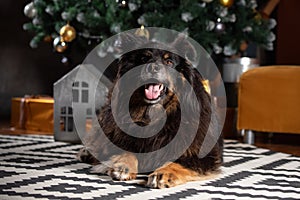 The dog is posing in a Christmas setting. A beautiful dog of unknown breed. Individuality. New Year`s atmosphere. Holiday concept