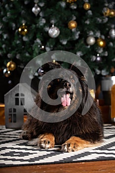 The dog is posing in a Christmas setting. A beautiful dog of unknown breed. Individuality. New Year`s atmosphere. Holiday concept