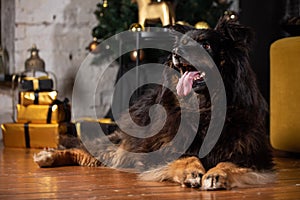 The dog is posing in a Christmas setting. A beautiful dog of unknown breed. Individuality. New Year`s atmosphere. Holiday concept