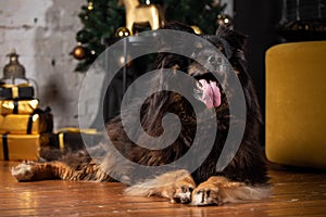 The dog is posing in a Christmas setting. A beautiful dog of unknown breed. Individuality. New Year`s atmosphere. Holiday concept