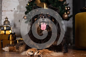 The dog is posing in a Christmas setting. A beautiful dog of unknown breed. Individuality. New Year`s atmosphere. Holiday concept