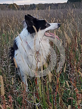 Dog posing in a field of wild flowers