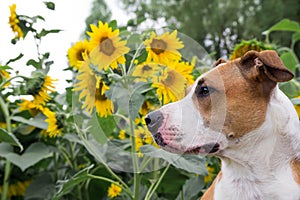 A dog posing in front of the sunflowers.