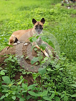 Dog posing on the mound of soil photo