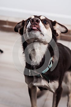 Dog posing nose up.