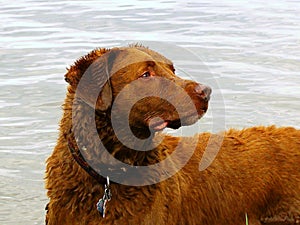 Dog posing water Chesapeake Bay retriever