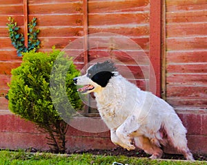 Dog pouncing into motion