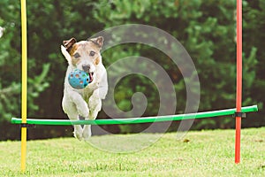 Dog practices agility course at home backyard jumping over hurdle