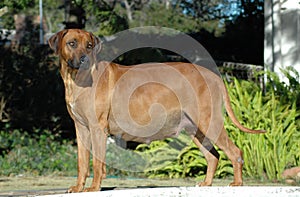 Dog pregnant photo