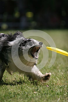 Dog prepare to catch frisbee disc