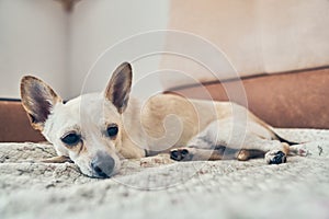 The dog, previously sitting on the bed between the chihuahua and averting his gaze. The old dog is resting. With space photo