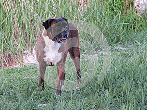 Dog prey boxer colors animal breed force