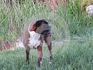 Dog prey boxer colors animal breed force photo