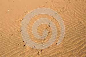 Dog print on sand