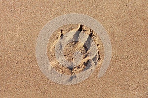 A dog print in the sand