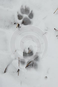 Dog Prints in Snow
