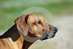 Dog profile