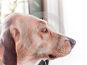 Dog in Profile