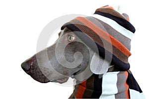 A dog profile with hat and scarf